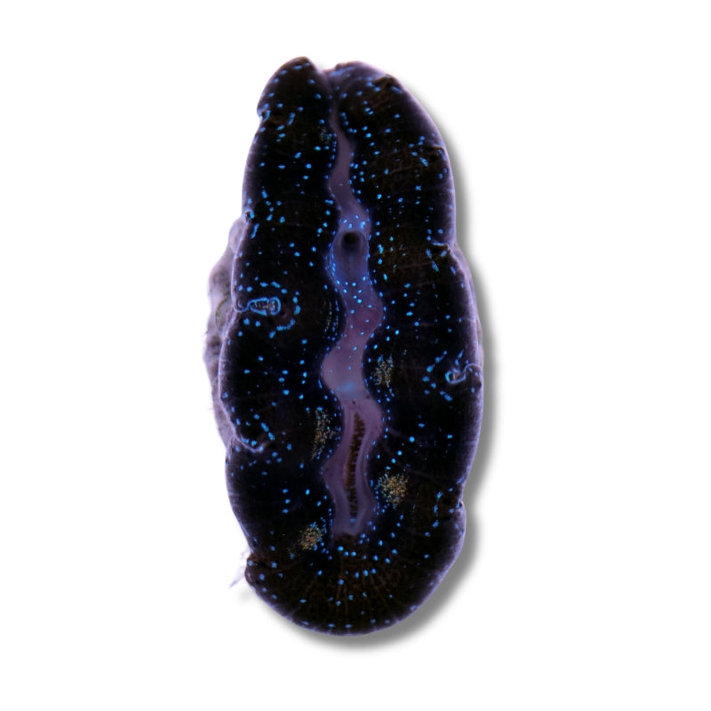 Tridacna crocea