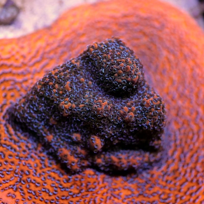 Montipora sp. 'Mystic Sunset'
