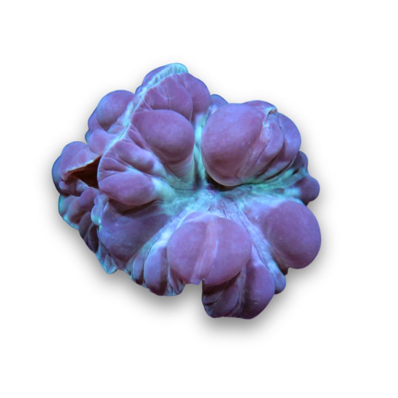 Nemenzophyllia turbida