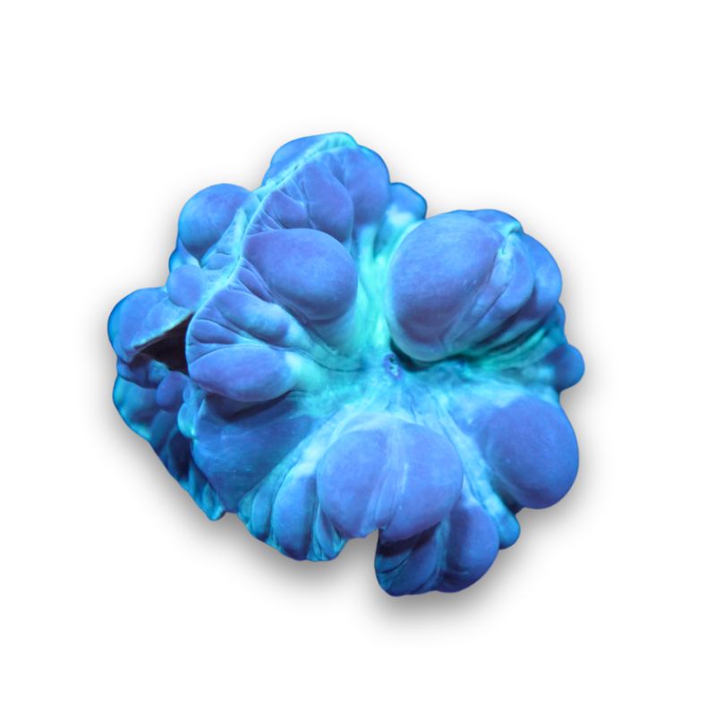 Nemenzophyllia turbida