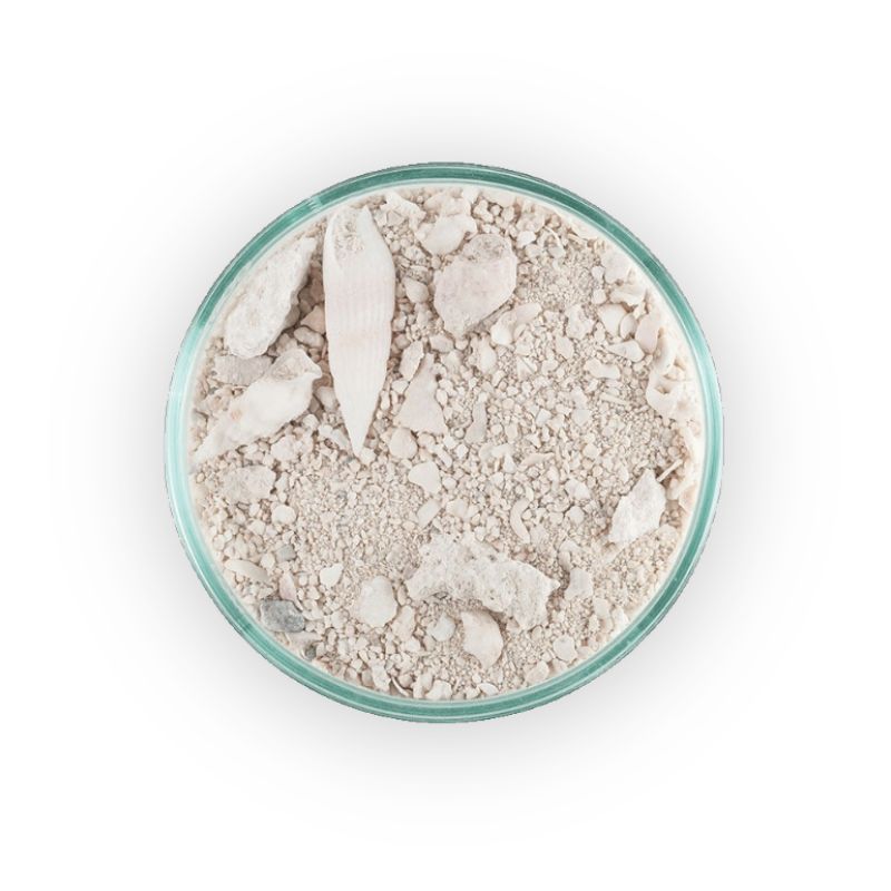 CaribSea Caribbean Live Sand Ocean Direct