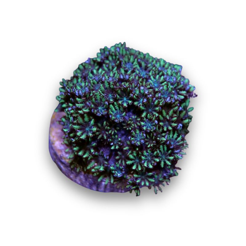 Ofwegenum verseveldti