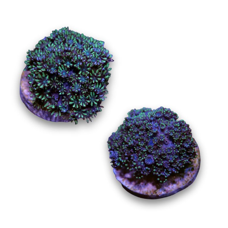 Ofwegenum verseveldti