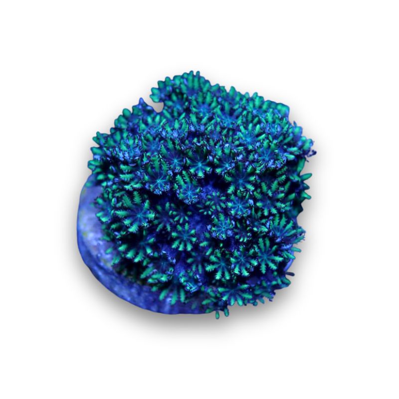 Ofwegenum verseveldti