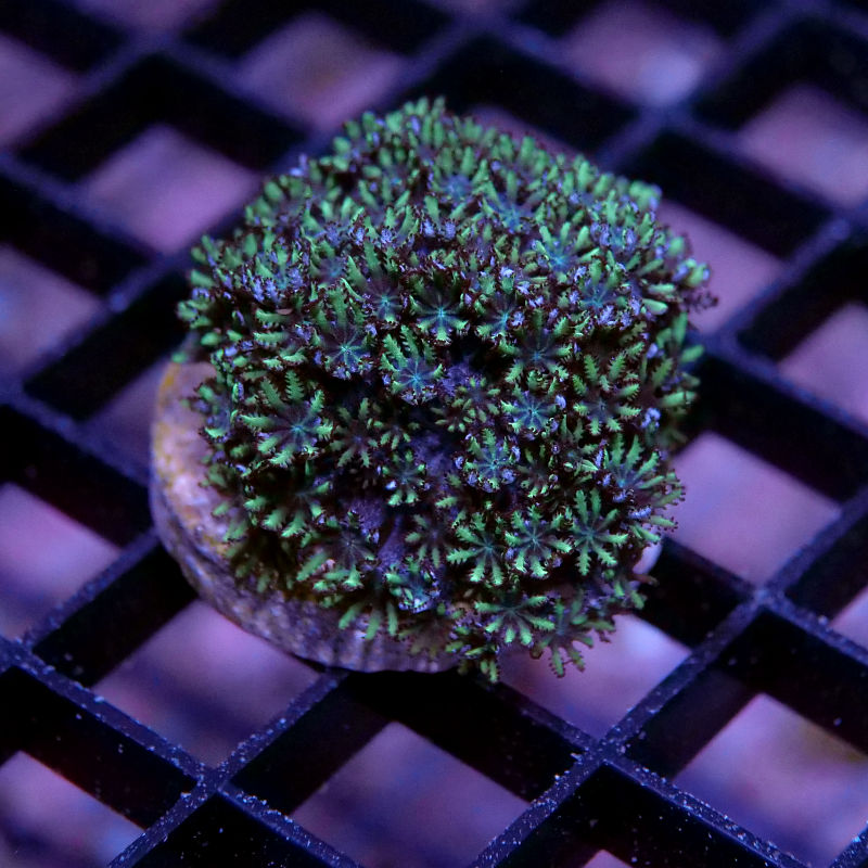 Ofwegenum verseveldti