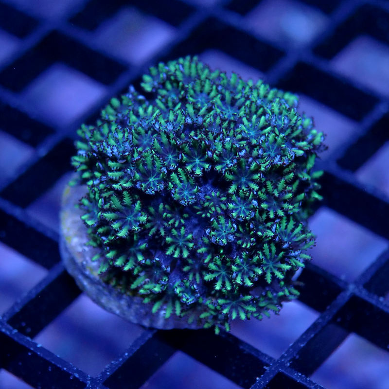 Ofwegenum verseveldti