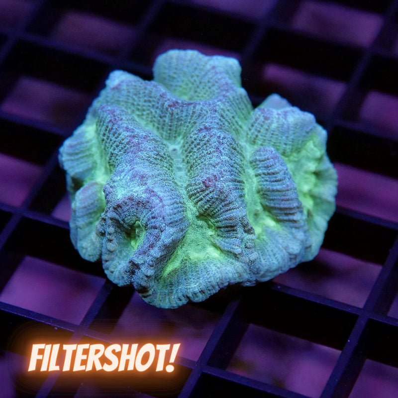 Frag Pack 'Low Budget'