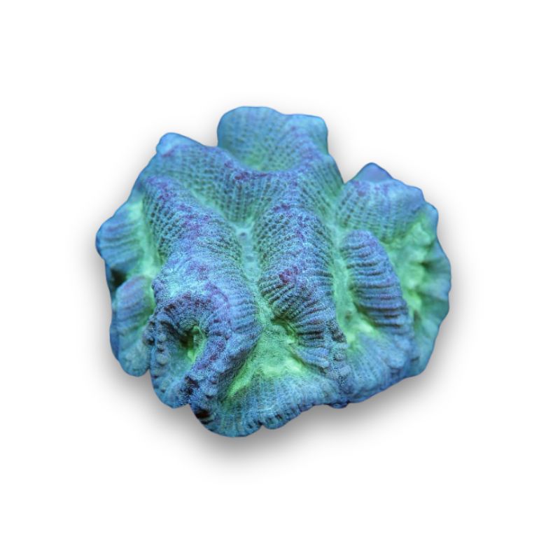 Oulophyllia sp. 'Neon'