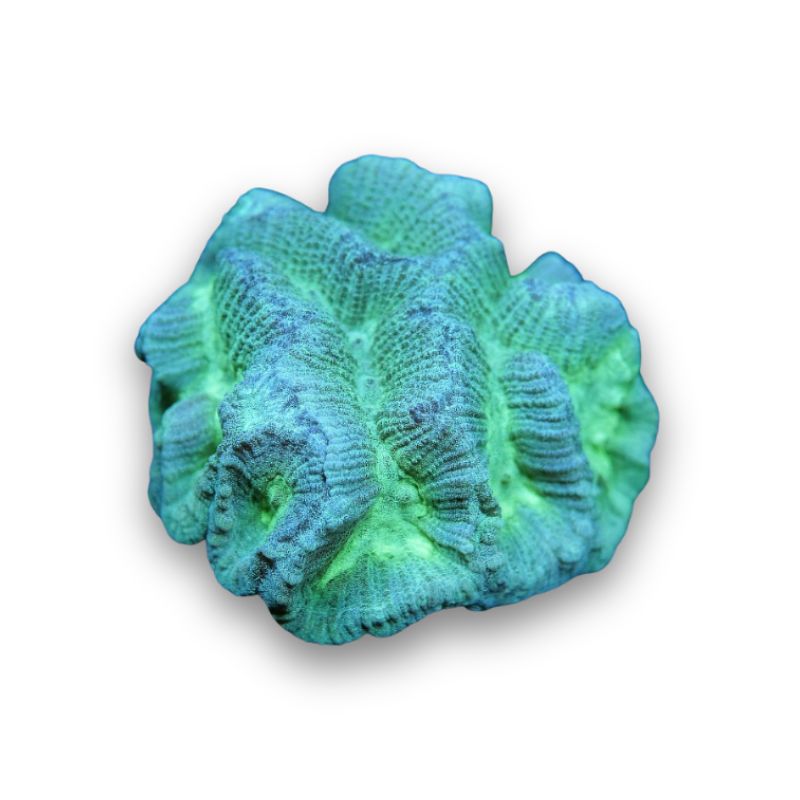 Oulophyllia sp. 'Neon'