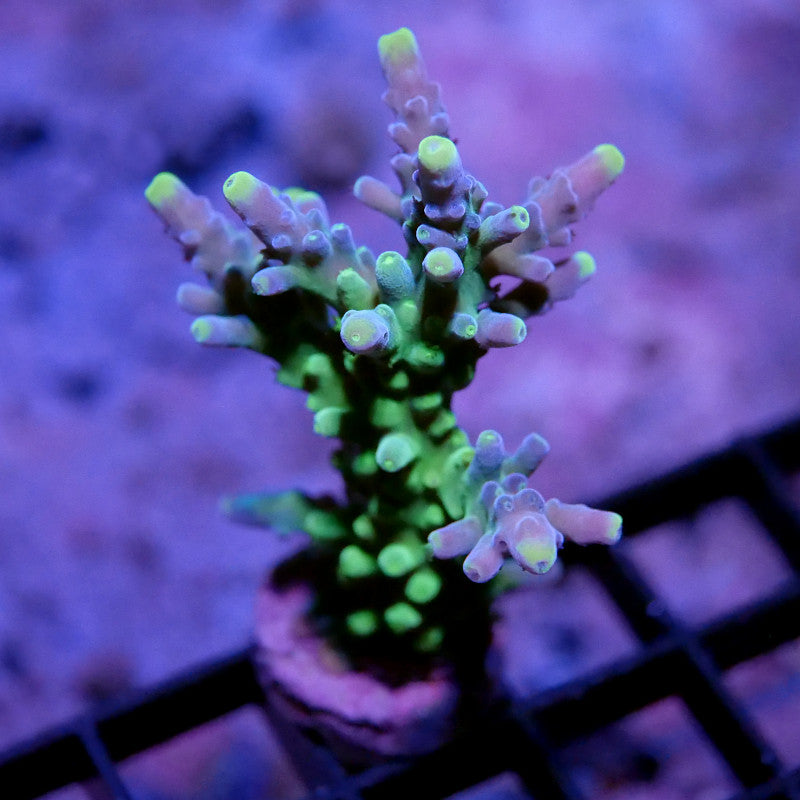 Acropora vaughani 'Bicolor'