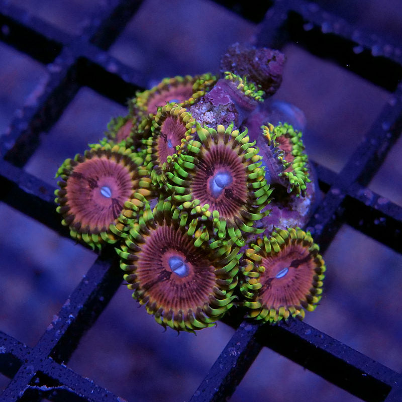 Korallenpaket 'Low Budget'