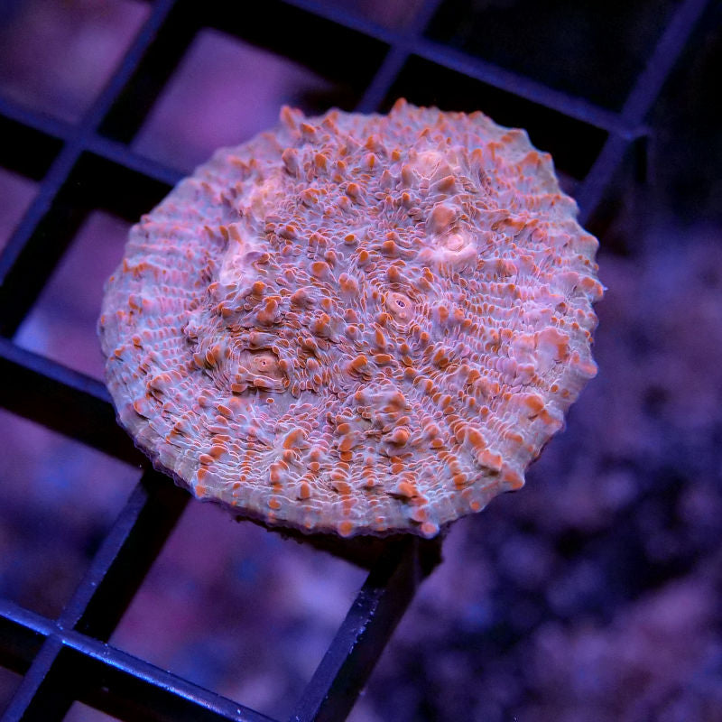 Frag Pack 'Low Budget'