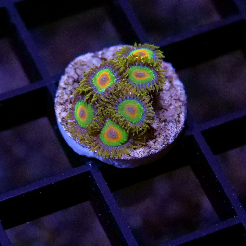 Frag Pack 'Nano'