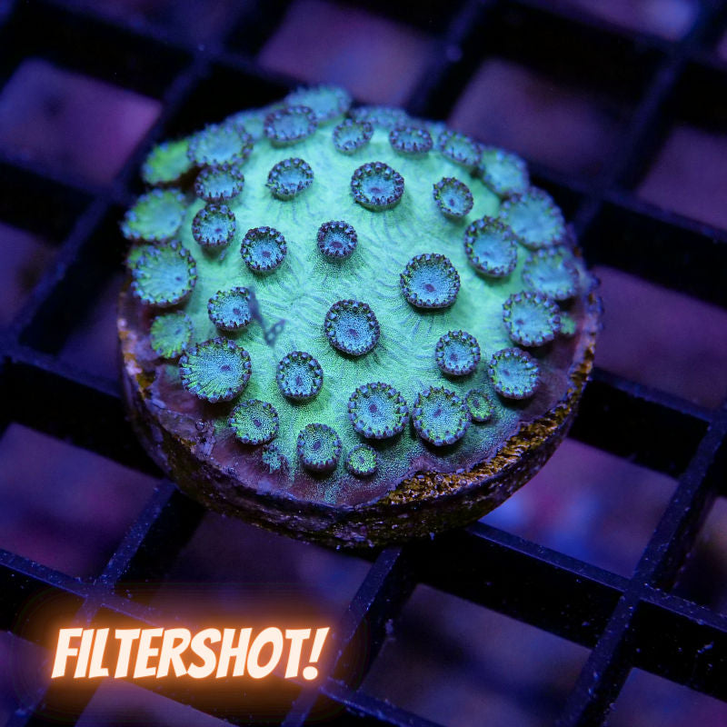 Cyphastrea sp. 'Mint'