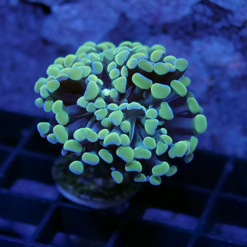 Euphyllia sp. 'Golden Hammer'
