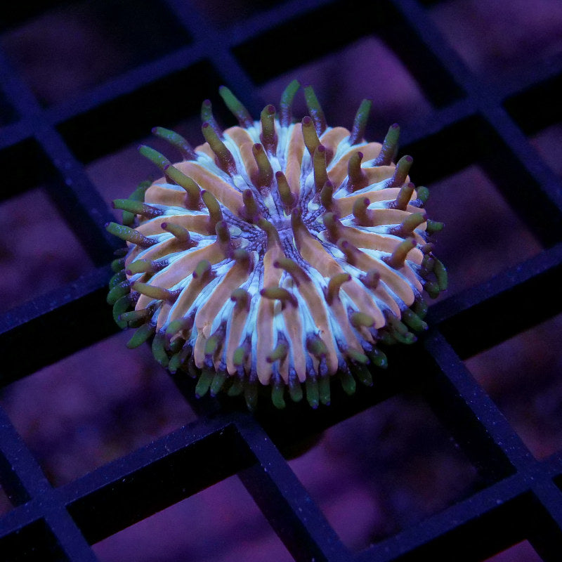 Frag Pack 'Nano'