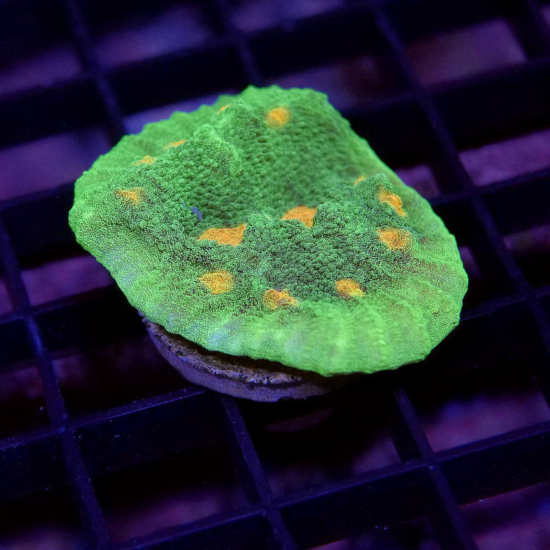 Korallenpaket 'Low Budget'