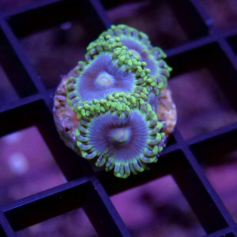 Korallenpaket 'Nano'