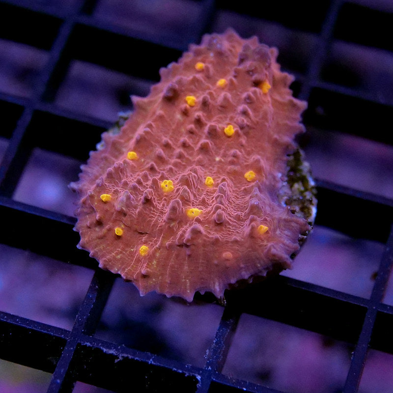 Frag Pack 'Happy Easter'