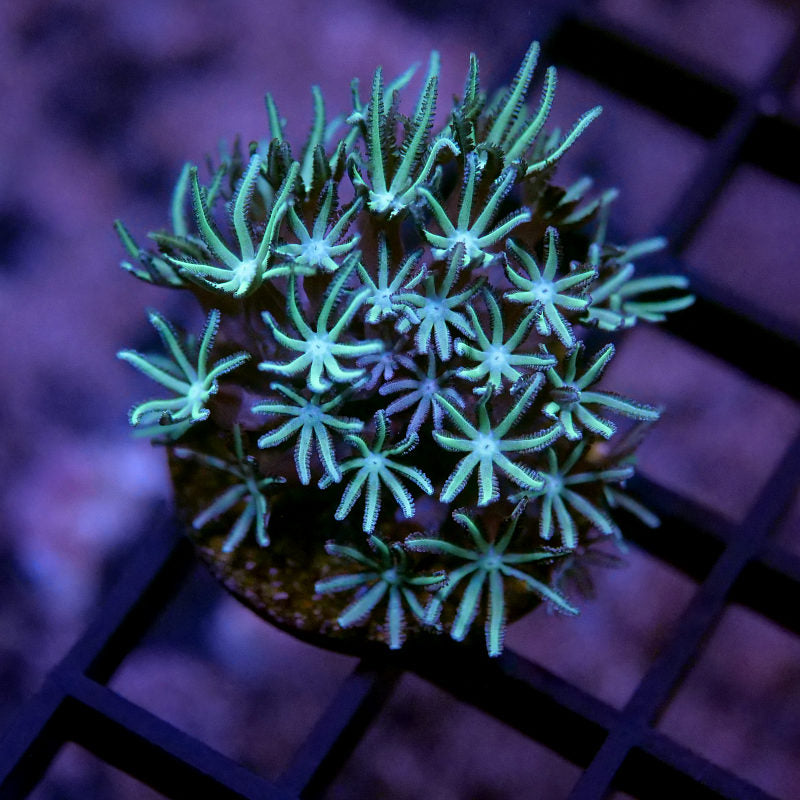 Korallenpaket XL - Erstbesatz