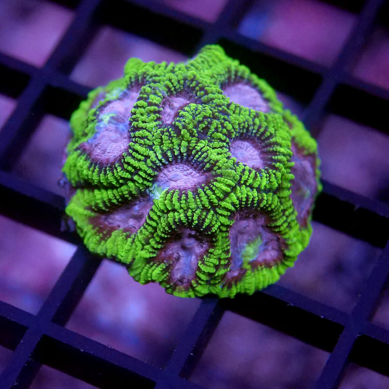 Korallenpaket XL - Erstbesatz