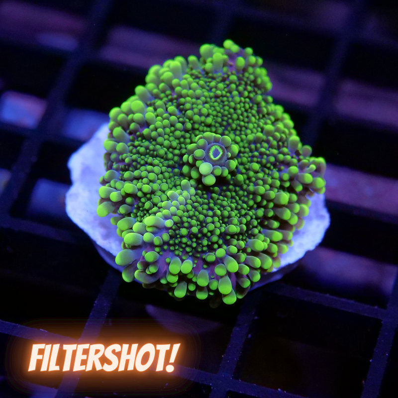 Ricordea yuma 'Neon Tips'