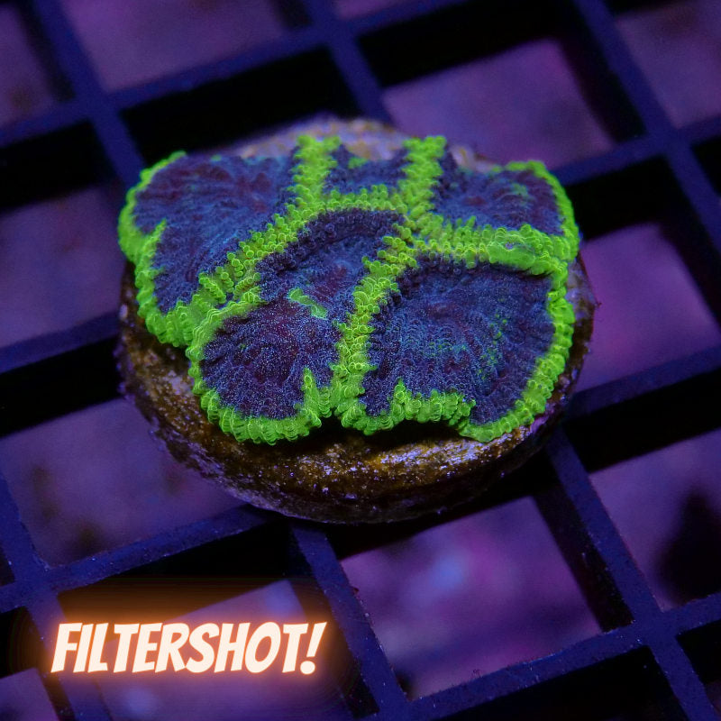 Frag Pack 'Low Budget'