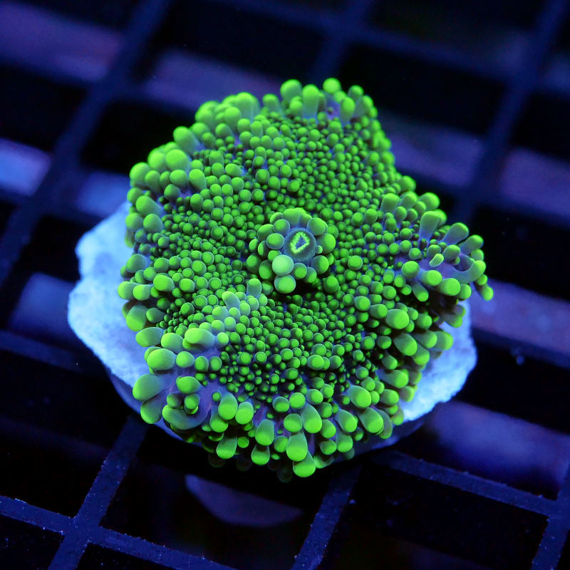 Ricordea yuma 'Neon Tips'