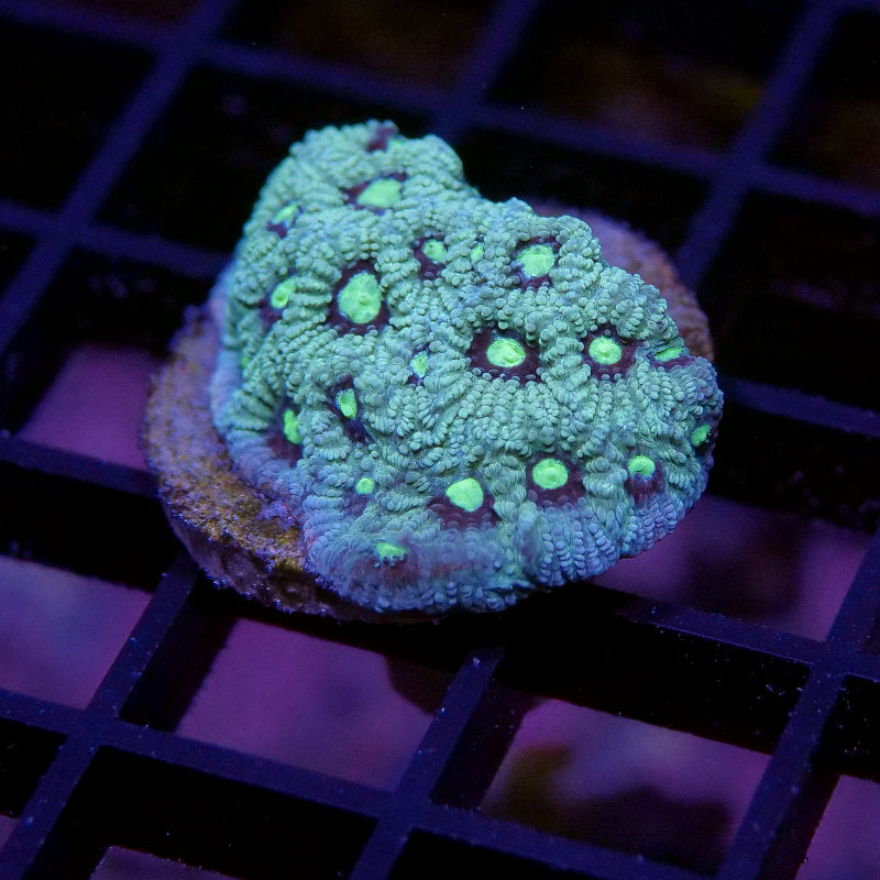 Korallenpaket XL - Erstbesatz