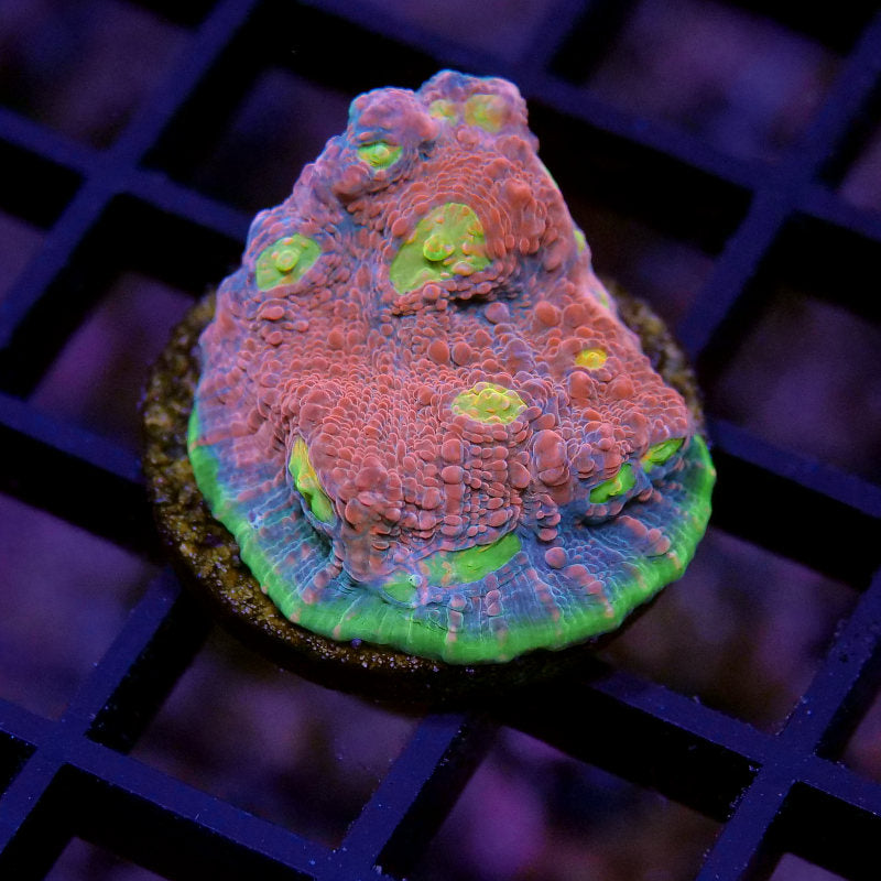 Frag Pack LPS Premium