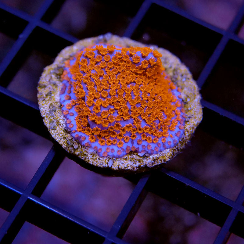 Frag Pack 'Nano'