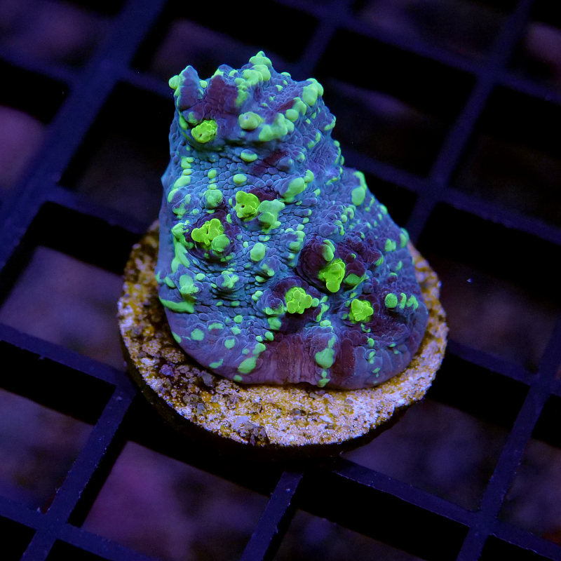 Korallenpaket 'Low Budget'