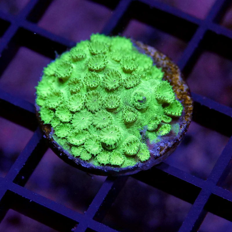 Frag Pack 'Nano'