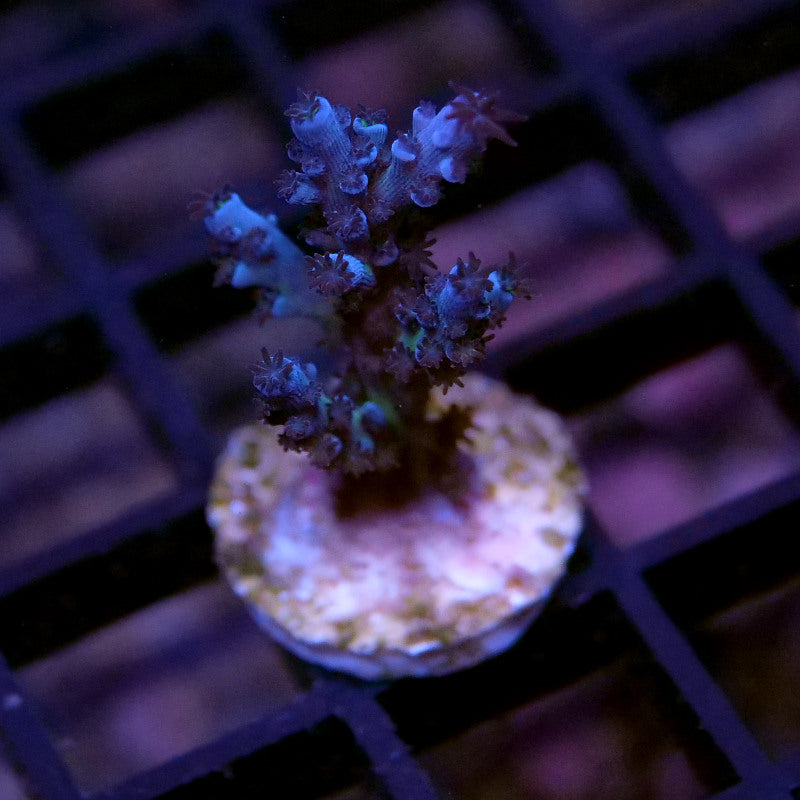 Acropora sp. 'Lagoon'