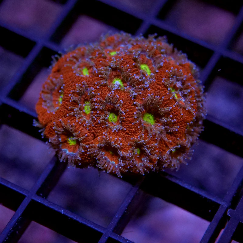 Frag Pack 'Nano'