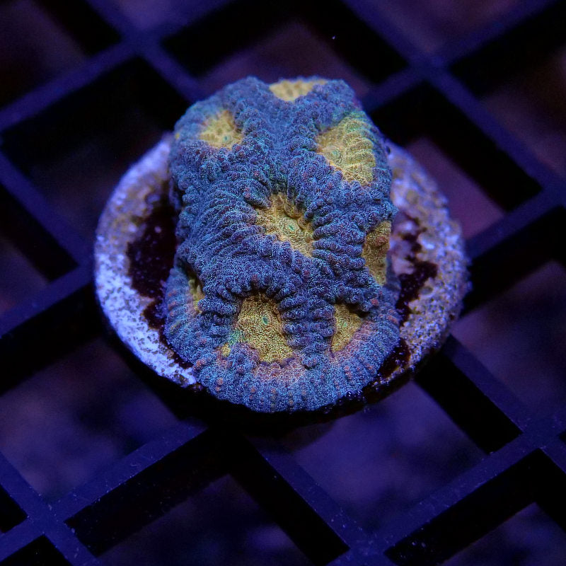 Frag Pack LPS Premium