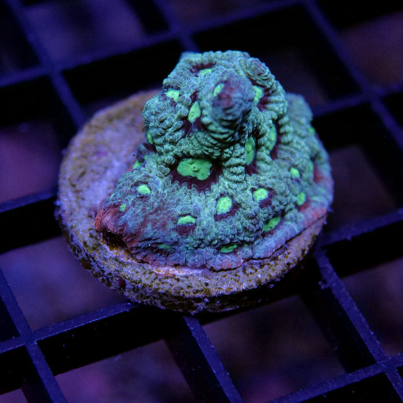 Frag Pack XL - Tank Start