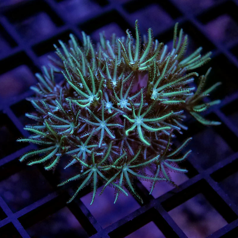 Weichkorallen-Paket 'Soft Start'