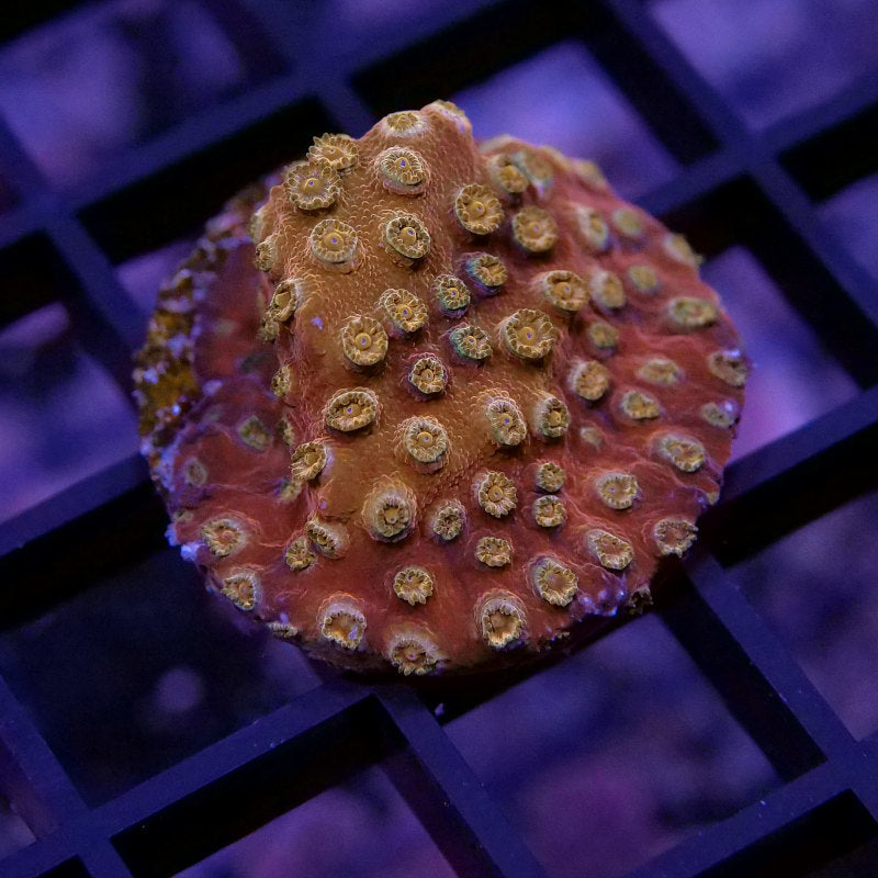 Korallenpaket 'Low Budget'