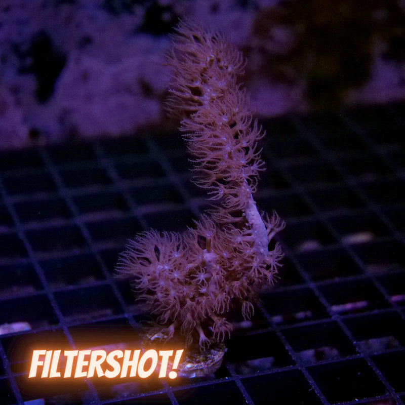 Frag Pack XL - Tank Start