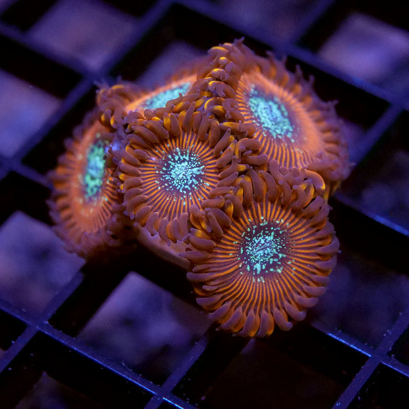 Frag Pack - Zoa Lovers