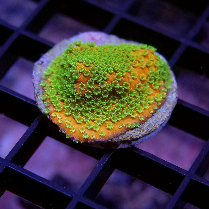 Frag Pack 'Nano'