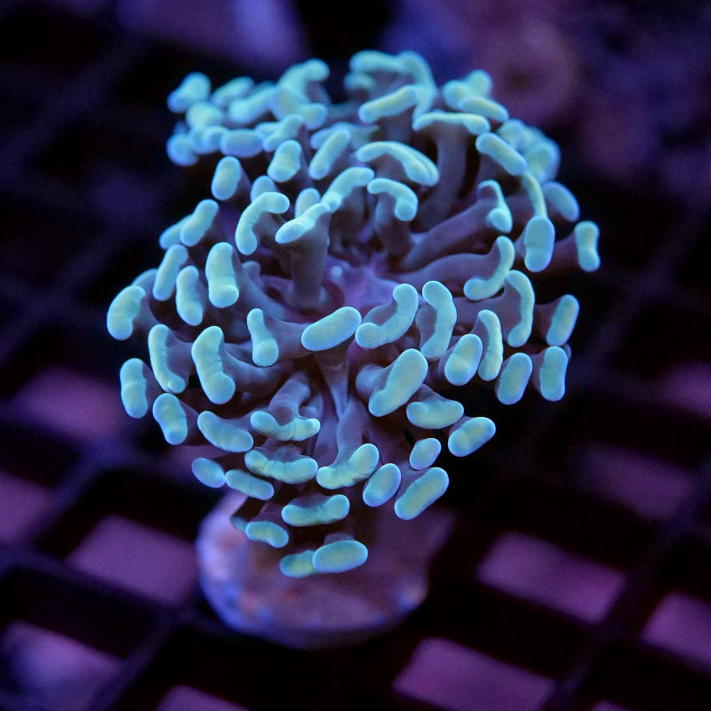 Euphyllia sp. 'Champagne Tips'