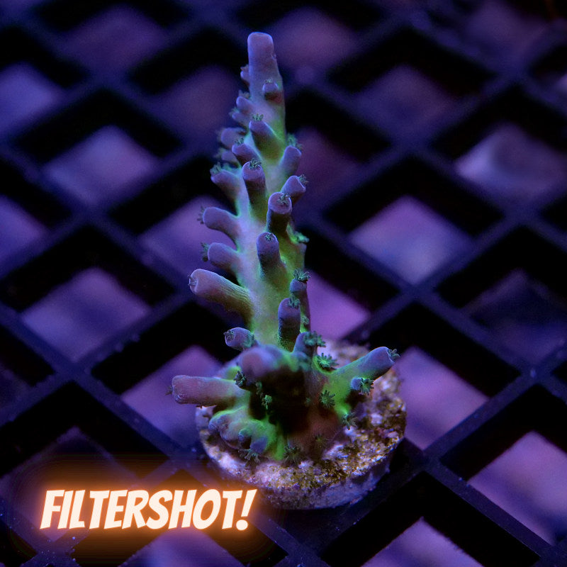 Acropora sp. 'Frogskin'