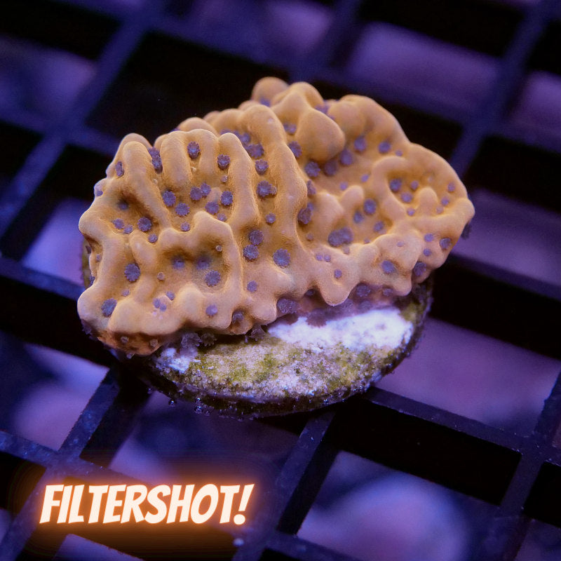 Montipora sp. 'Kung Pao'