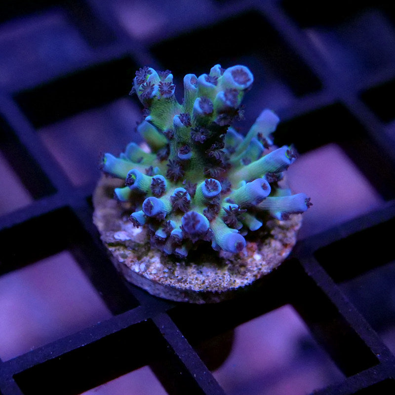 Acropora sp. 'Lagoon'