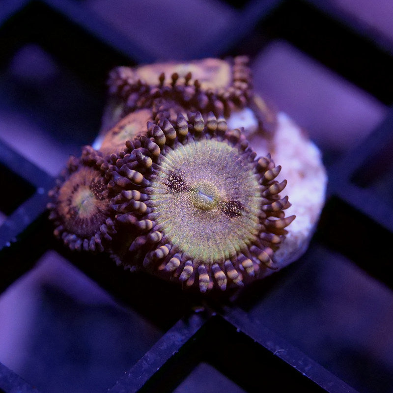 Frag Pack 'Low Budget'