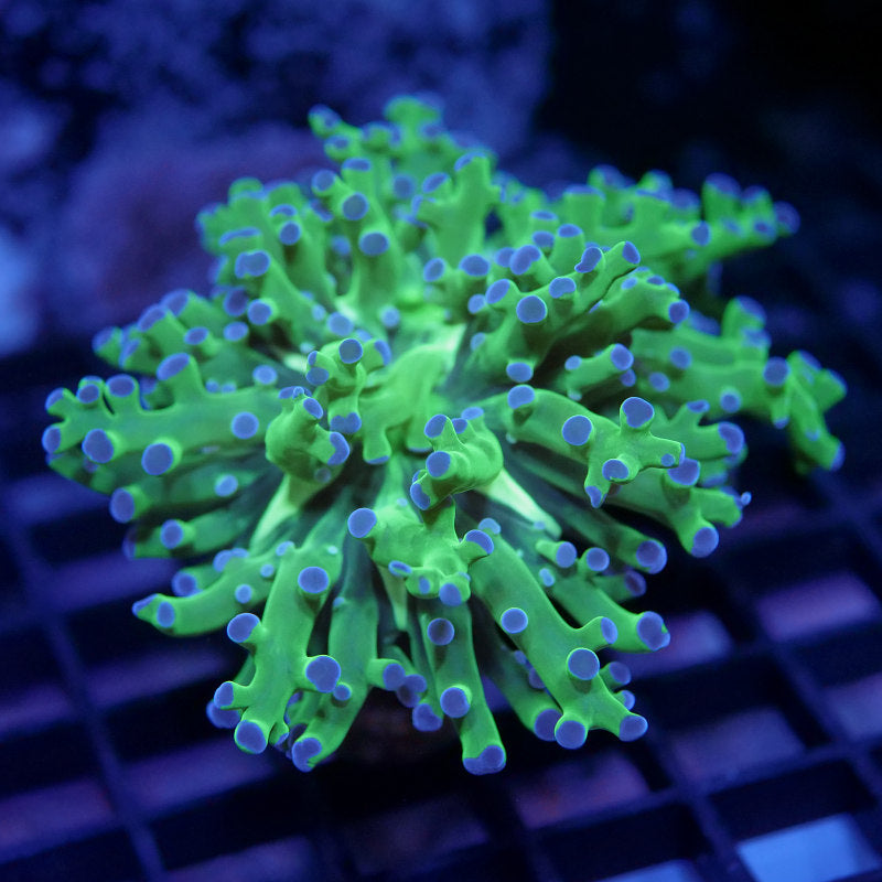 Euphyllia paradivisa 'Bicolor'