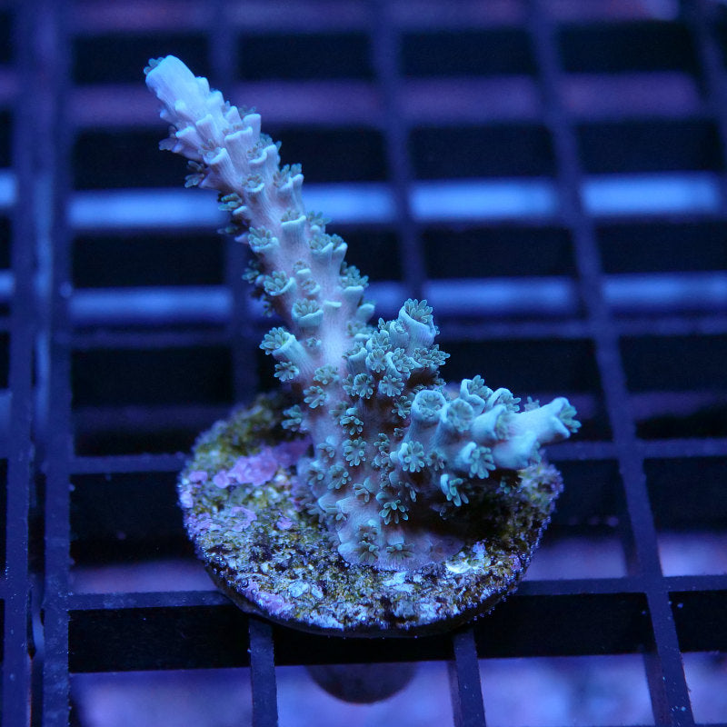 Acropora tenuis