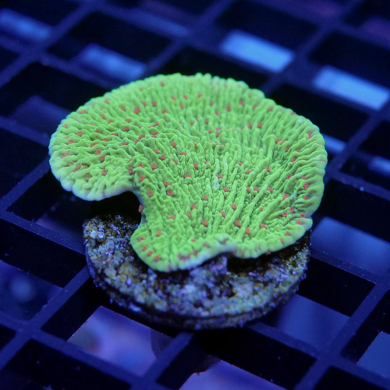 Montipora sp. 'Chilli Pepper'